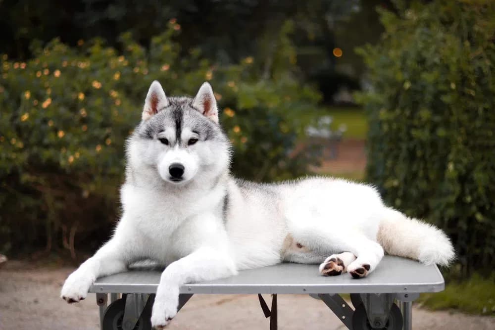 Husky Siberiano